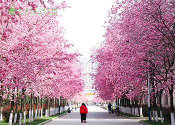 云南五年制大专2025年云南医药健康职业学院招生专业 云南五年制大专2025年云南医药健康职业学院招生专业
